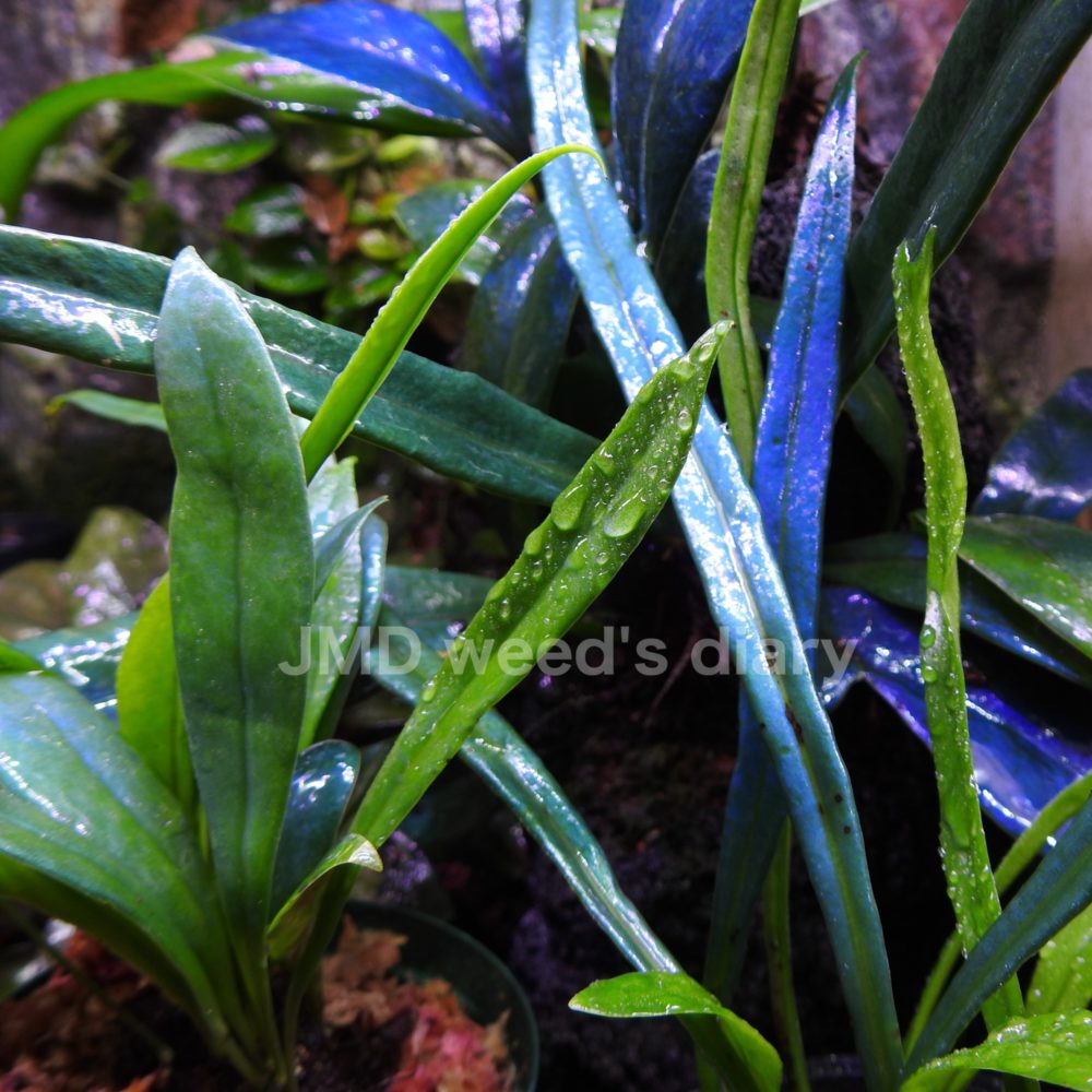 青いシダの魅力✨ミクロソリウム タラディンカム、 スティレイ