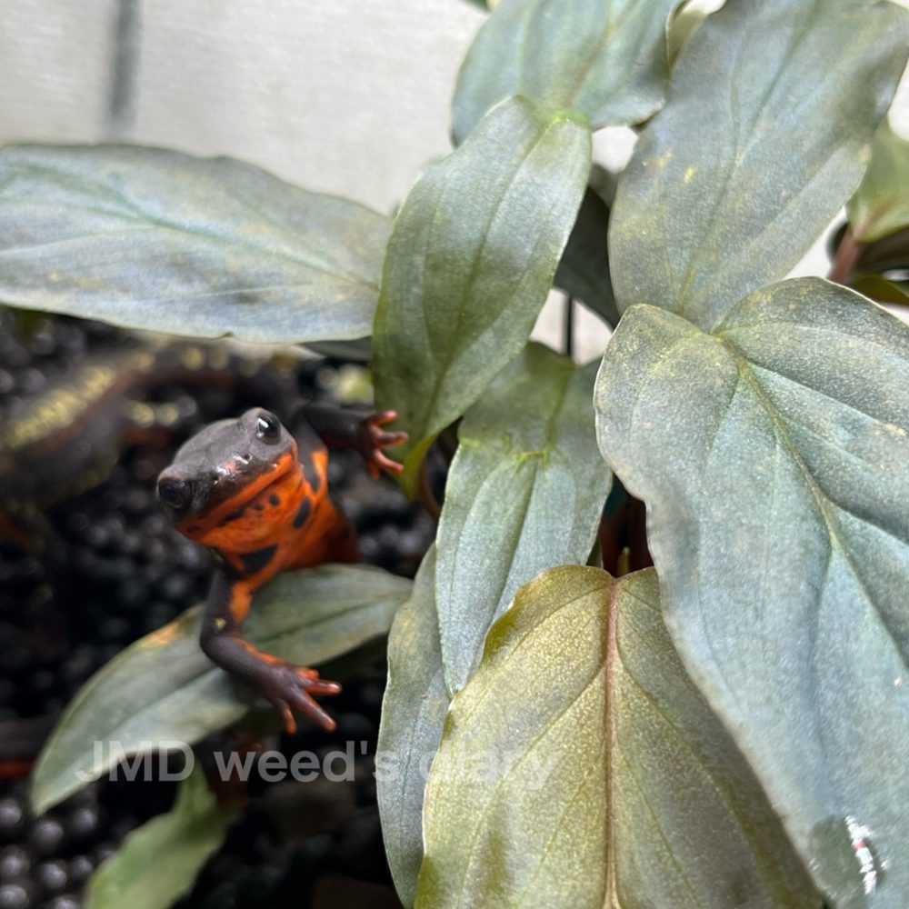 Homalomena Rec175 K0623-f1 KZT 🌱ユークレース×プラチナベルベットの