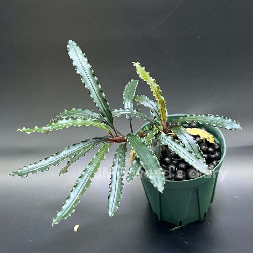 ブセファランドラsp.ブルー ベルベット Bucephalandra sp.blue velvet